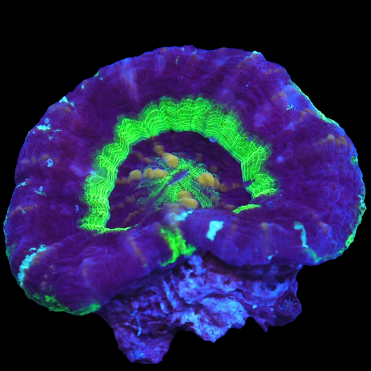 WYSIWYG - Aussie UFO Scolymia Australis (SM)