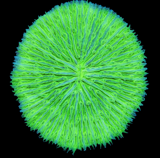 WYSIWYG Indo Fungia Plate Coral