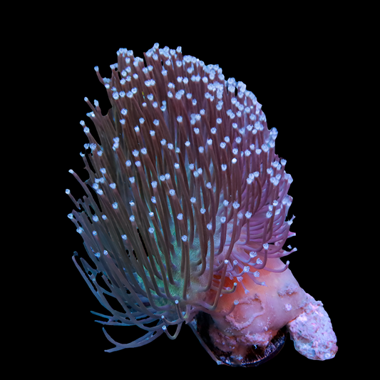 WYSIWYG - POTO Sweeping Willow Leather Coral Frag (M)