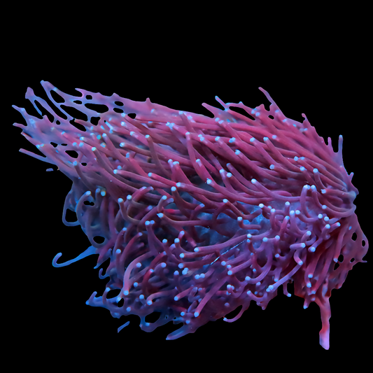WYSIWYG - POTO Sweeping Willow Leather Coral Frag (M)
