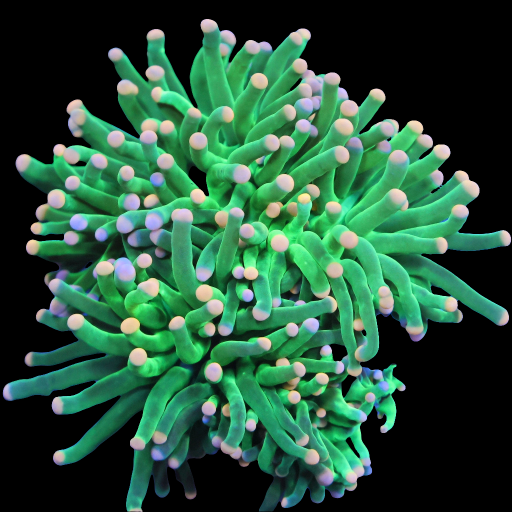 WYSIWYG - Indo Cotton Candy Torch LPS Coral Colony (2H)