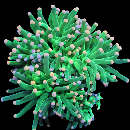 WYSIWYG - Indo Cotton Candy Torch LPS Coral Colony (2H)