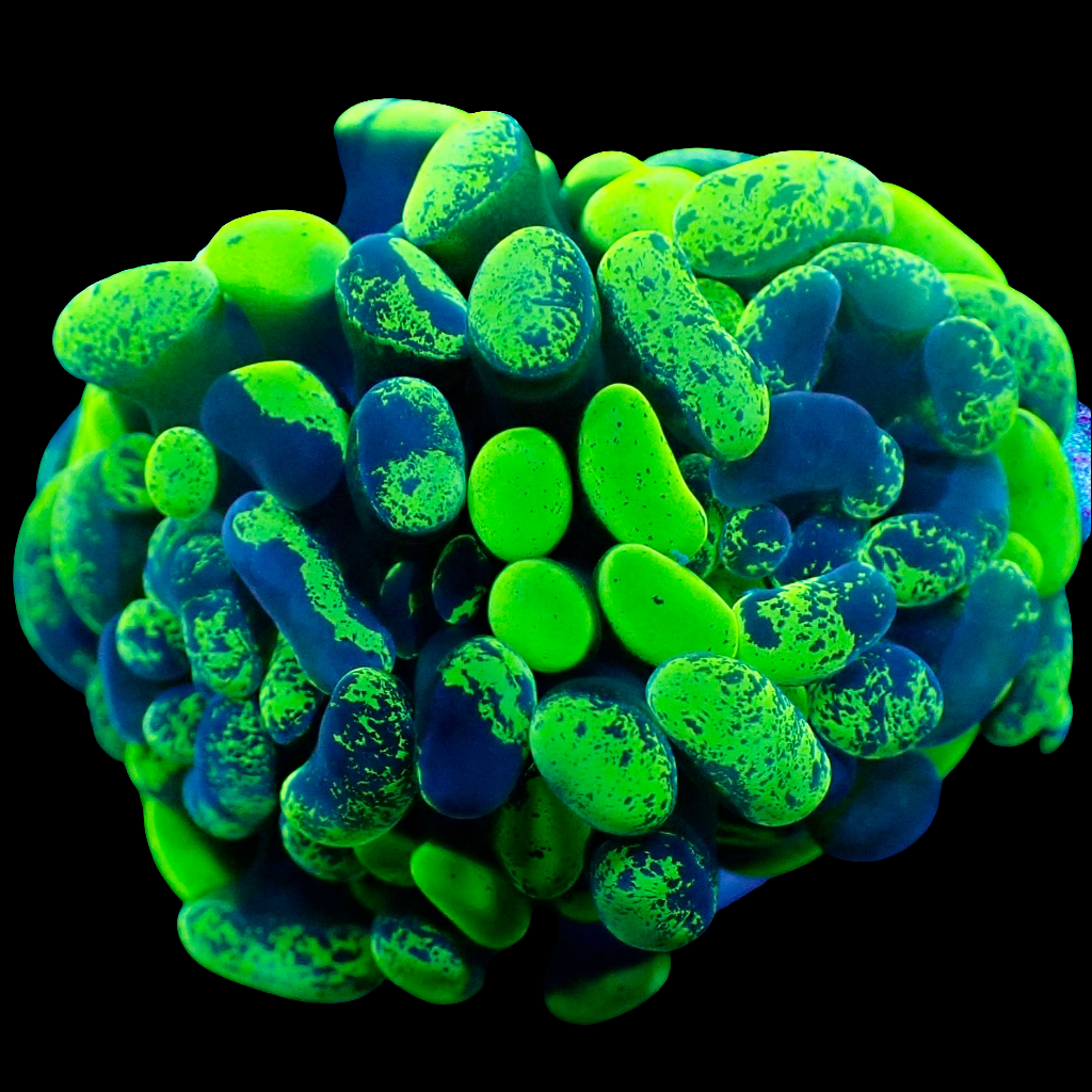 WYSIWYG Toxic Green Splatter Hammer LPS Frag – Queen City Reefs