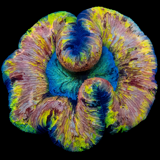 WYSIWYG Yellow Rim Rainbow Trachyphyllia LPS Coral - SHOW SIZE