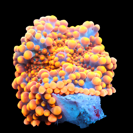 WYSIWYG Sun Kissed Yuma Mushroom Soft Coral