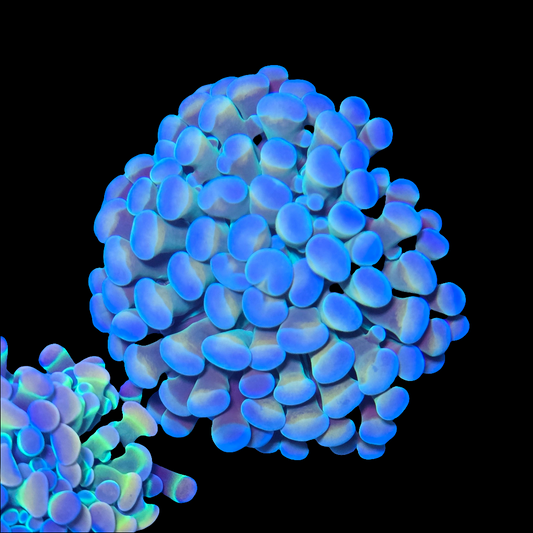 WYSIWYG Melting Pot Branching Hammer LPS Frag