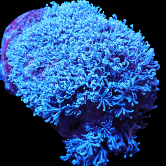 WYSIWYG Indo Blue Xenia Colony (L)