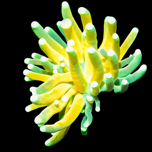 WYSIWYG Tiger Torch LPS Coral Frag