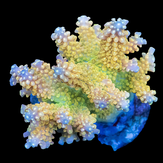 WYSIWYG Bali Acropora SPS Colony
