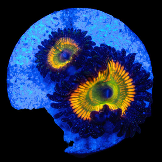 WYSIWYG Sunny D Zoanthids Frag
