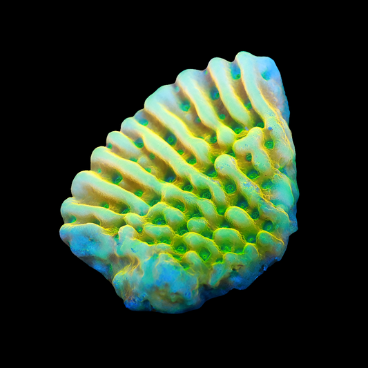 WYSIWYG - WWC Kung Pow Montipora SPS Frag