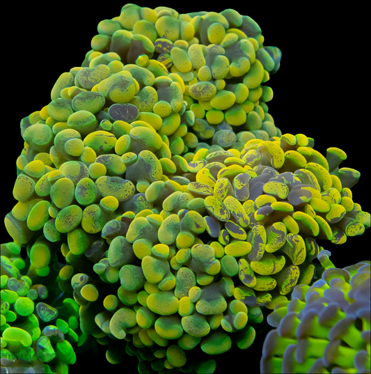 Holy Splatter Branch Hammer LPS Frag (Per Head)
