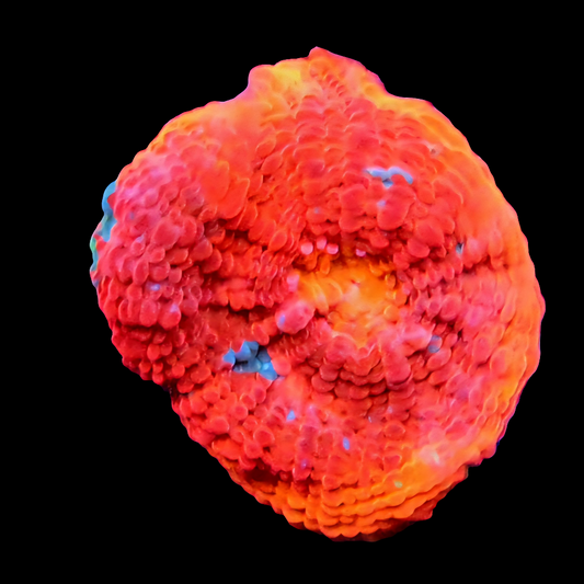 WYSIWYG - Rainbow Chalice Frag LPS Coral