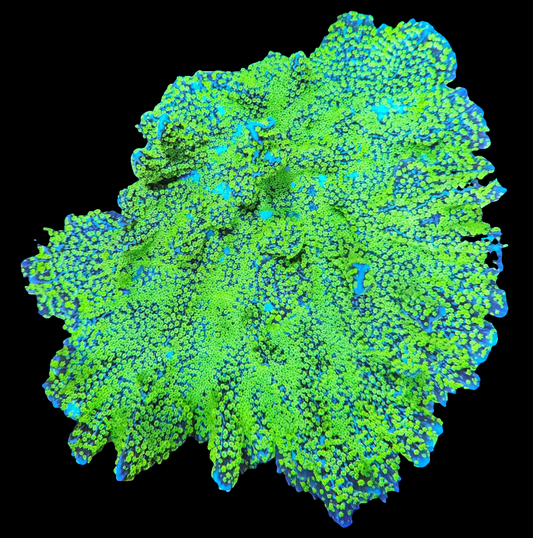 JF Tubbs Stellata Montipora - SPS Coral Frag (Cut to Order)
