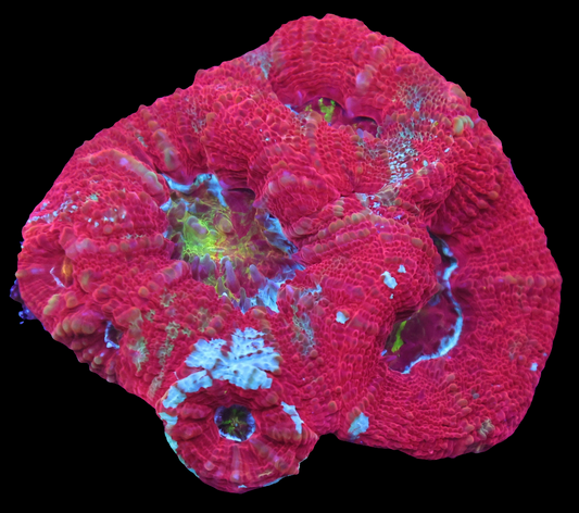 WYSIWYG Tonga Red Marbled Acan Bowerbanki LPS Colony