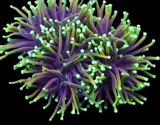 WYSIWYG Indo Dragon Soul LPS Torch Coral Colony (3H)