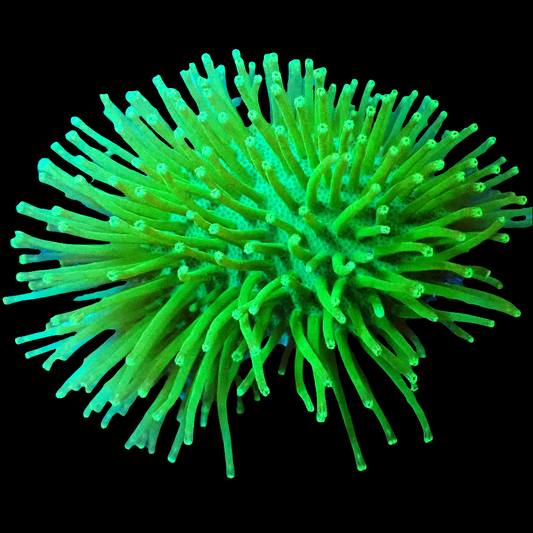 WYSIWYG - Japanese Toxic Green Long Polyp Toadstool Leather Coral