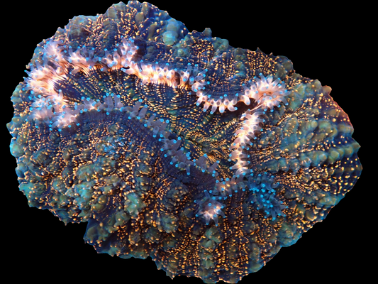 WYSIWYG - Aussie Orange Glitter Acanthophyllia - Show Size