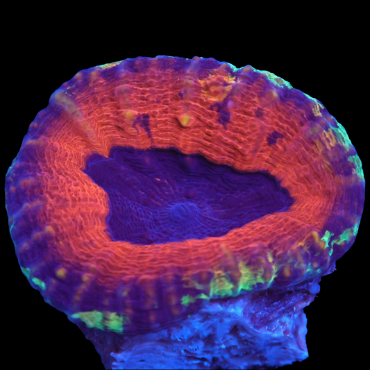 WYSIWYG Aussie Cosmic Bloom Lobophyllia LPS Coral (S)