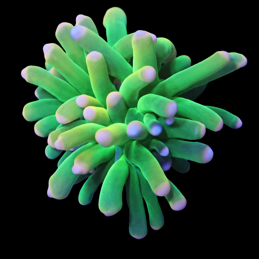 WYSIWYG Malaysian Unicorn Torch LPS Coral Frag