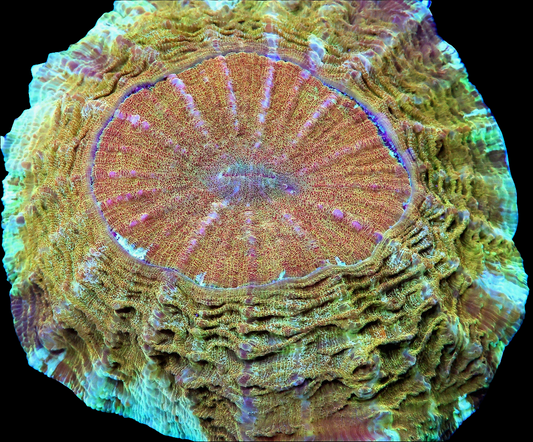 WYSIWYG - Malaysian Pot of Gold Acanthophyllia (XL)