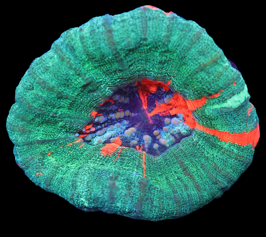 WYSIWYG - Aussie Aqua Master Scolymia Australis (M)