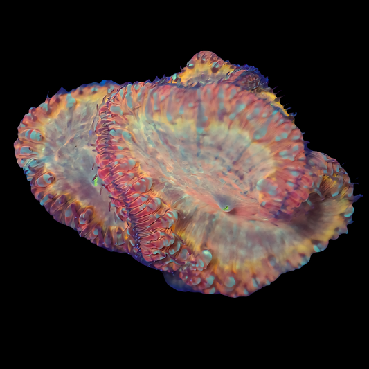 WYSIWYG Indo Rainbow Blastomussa LPS Coral