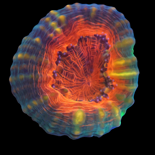 WYSIWYG Indo Orange Core Lobophyllia LPS Coral (S)