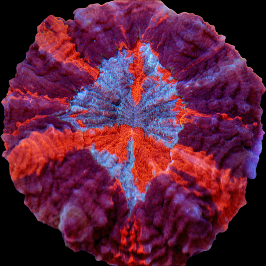 WYSIWYG - Malaysian Meteor Strike Acanthophyllia (L)