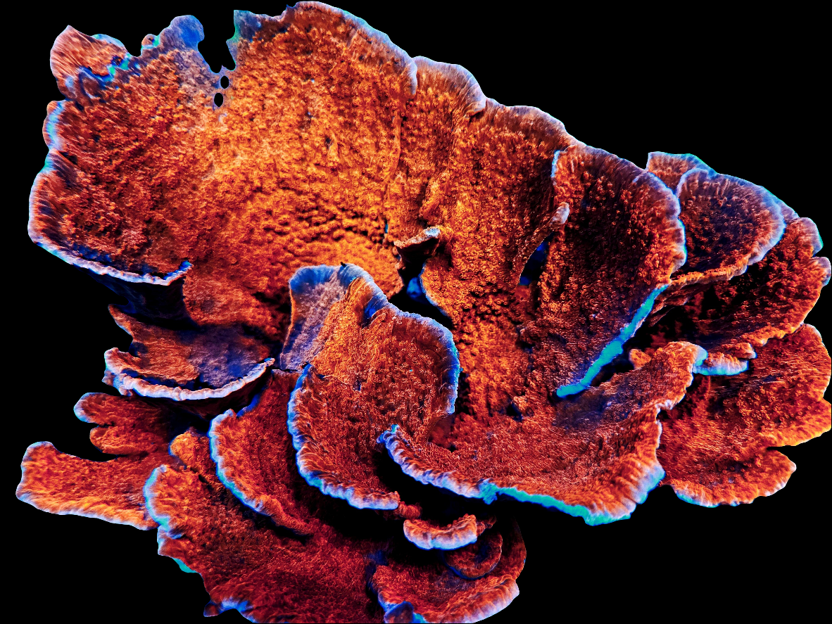 Red Montipora Capricornis Frag (CUT TO ORDER)