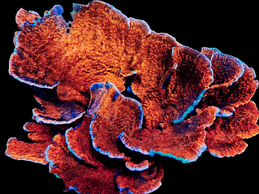 Red Montipora Capricornis Frag (CUT TO ORDER)