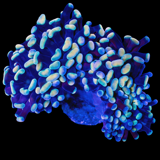 WYSIWYG Rainbow Tip Branch Hammer LPS Frag (2H)