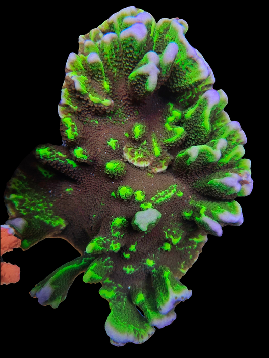 Green Montipora Spongodes - SPS Coral Frag (CUT TO ORDER)