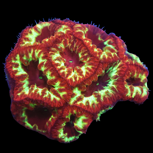 WYSIWYG - Malaysian Volcanic Eruption Blastomussa LPS Coral Colony