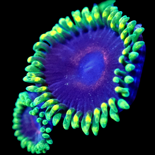 WYSIWYG WWC Purple Heart Ring Zoanthids Frag