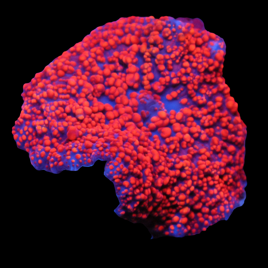 WYSIWYG Dragon's Heart Mushroom Soft Coral