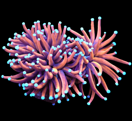 WYSIWYG Indo Gold LPS Torch Coral Colony (2H)