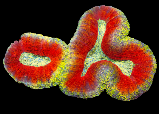 WYSIWYG Aussie Ultra Unique Lobophyllia LPS Coral (L)