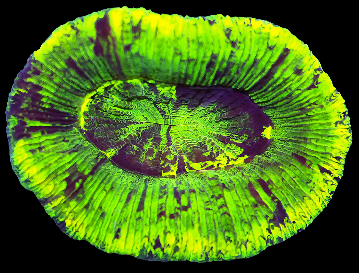WYSIWYG - Aussie Ultra Neon Splatter Trachyphyllia LPS Coral (S/M)