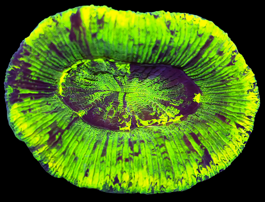 WYSIWYG - Aussie Ultra Neon Splatter Trachyphyllia LPS Coral (S/M)