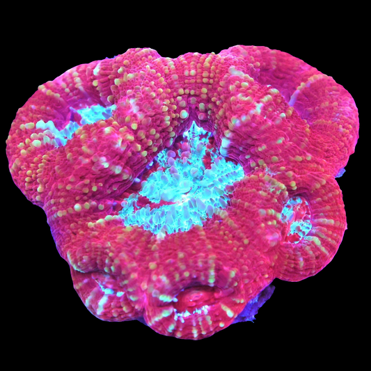 WYSIWYG Indo Fire & Ice Bowerbanki LPS Colony