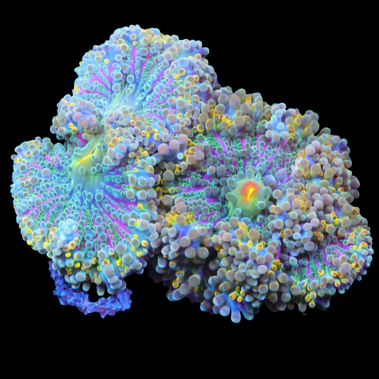 WYSIWYG Space Rainbow Ricordea Mushroom Soft Coral Colony