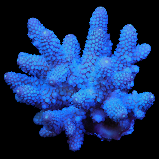 WYSIWYG Fiji Night King Acropora SPS Colony