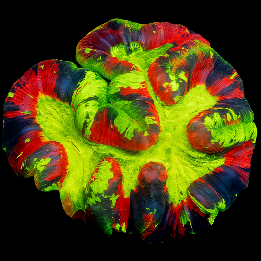 WYSIWYG Aurora Blaze Trachyphyllia LPS Coral - SHOW SIZE