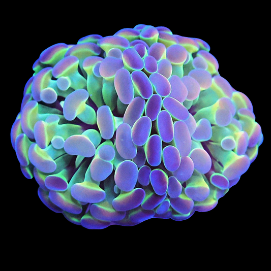 WYSIWYG QCR Hologram Branching Hammer LPS Coral Frag