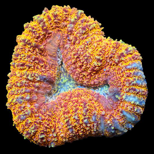 WYSIWYG Rainbow Tiger Lobophyllia LPS Coral (S)