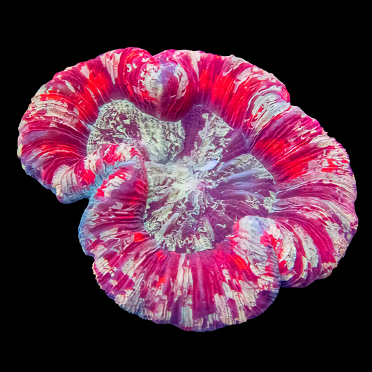 WYSIWYG - Crimson Dynasty Trachyphyllia LPS Coral (M)