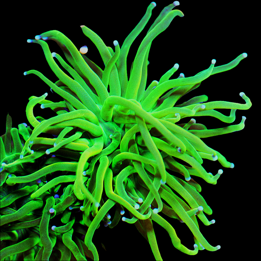 WYSIWYG Holy Grail LPS Coral Torch Frag (1H)