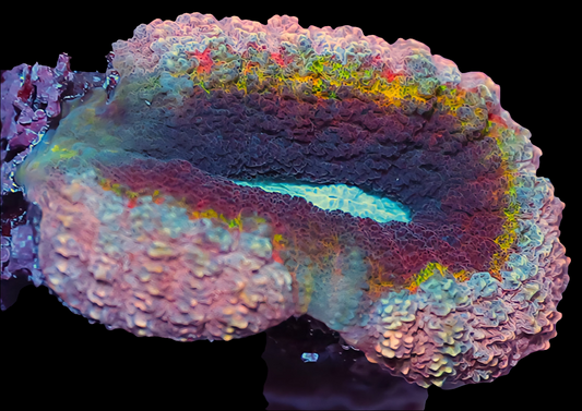 WYSIWYG Aussie Rainbow Lobophyllia LPS Coral (XS)