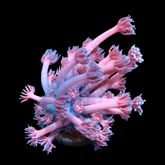 WYSIWYG Ultra Pink Panties Goniopora LPS Coral